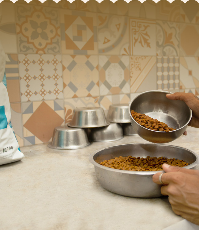 Clubinho Pet Resort: Alimentação