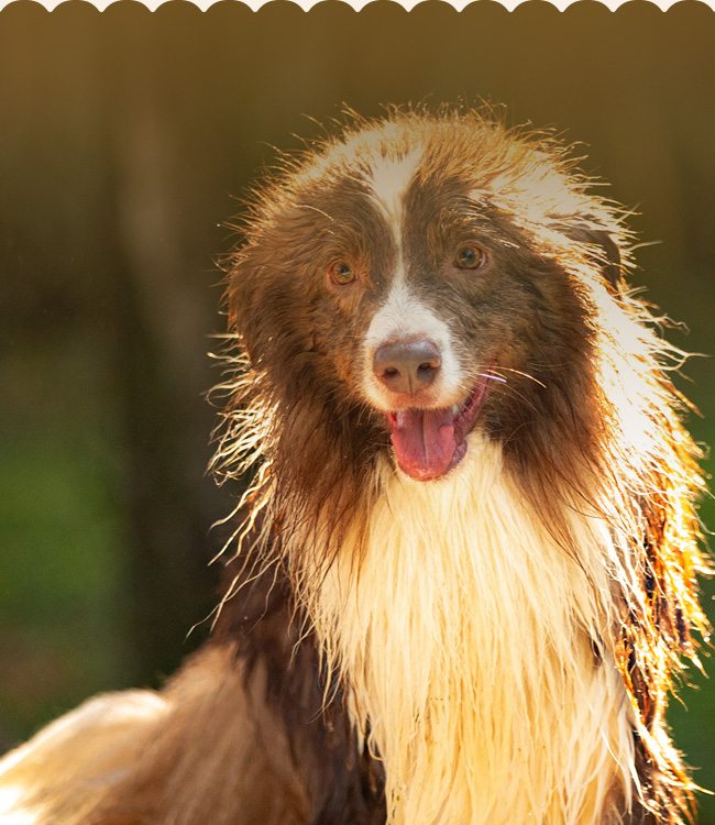 Clubinho Pet Resort: Banho