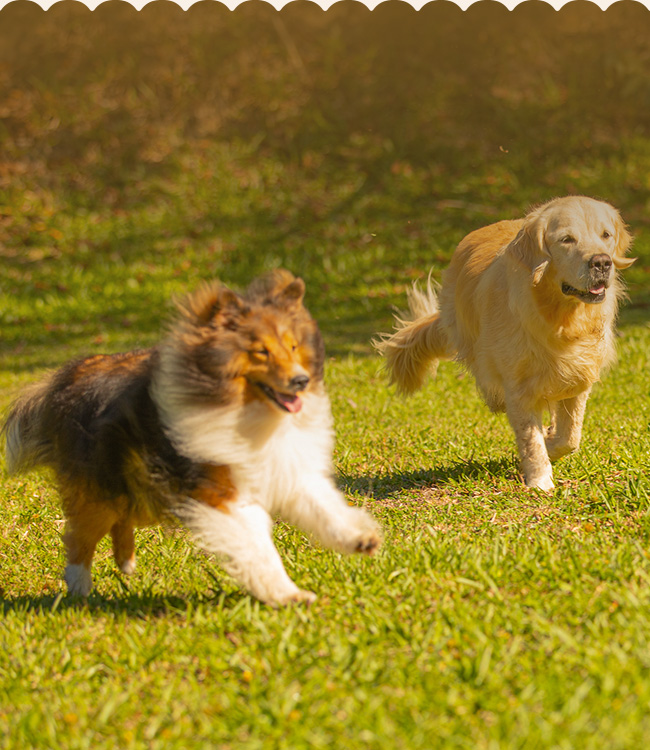 Clubinho Pet Resort: Passeios