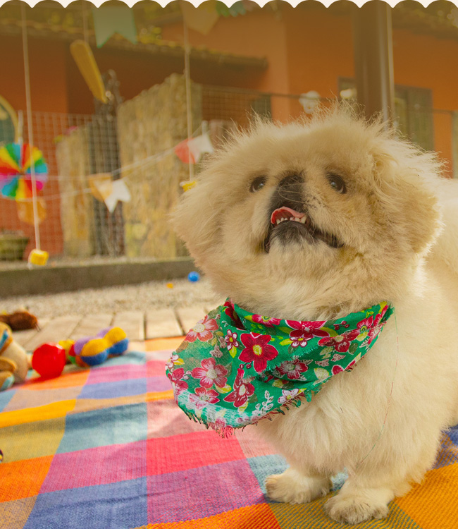 Clubinho Pet Resort: Economia