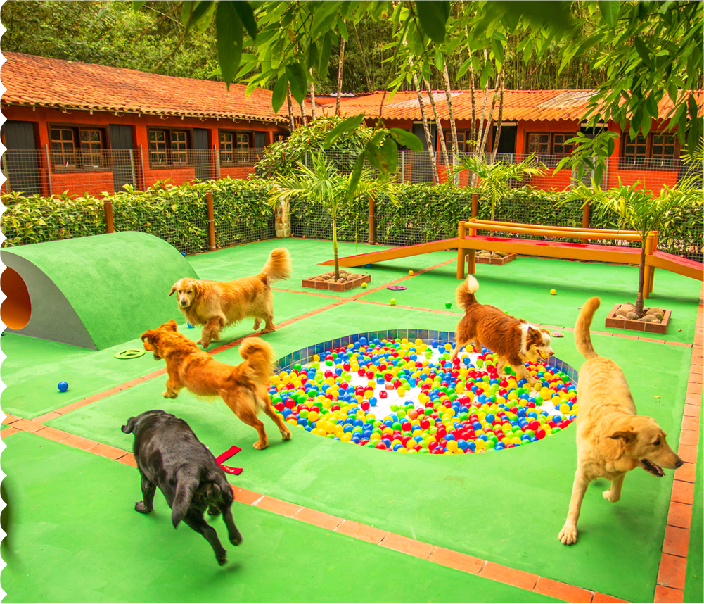 Imagens dos cães brincando na estrutura do Tunghat's Resort