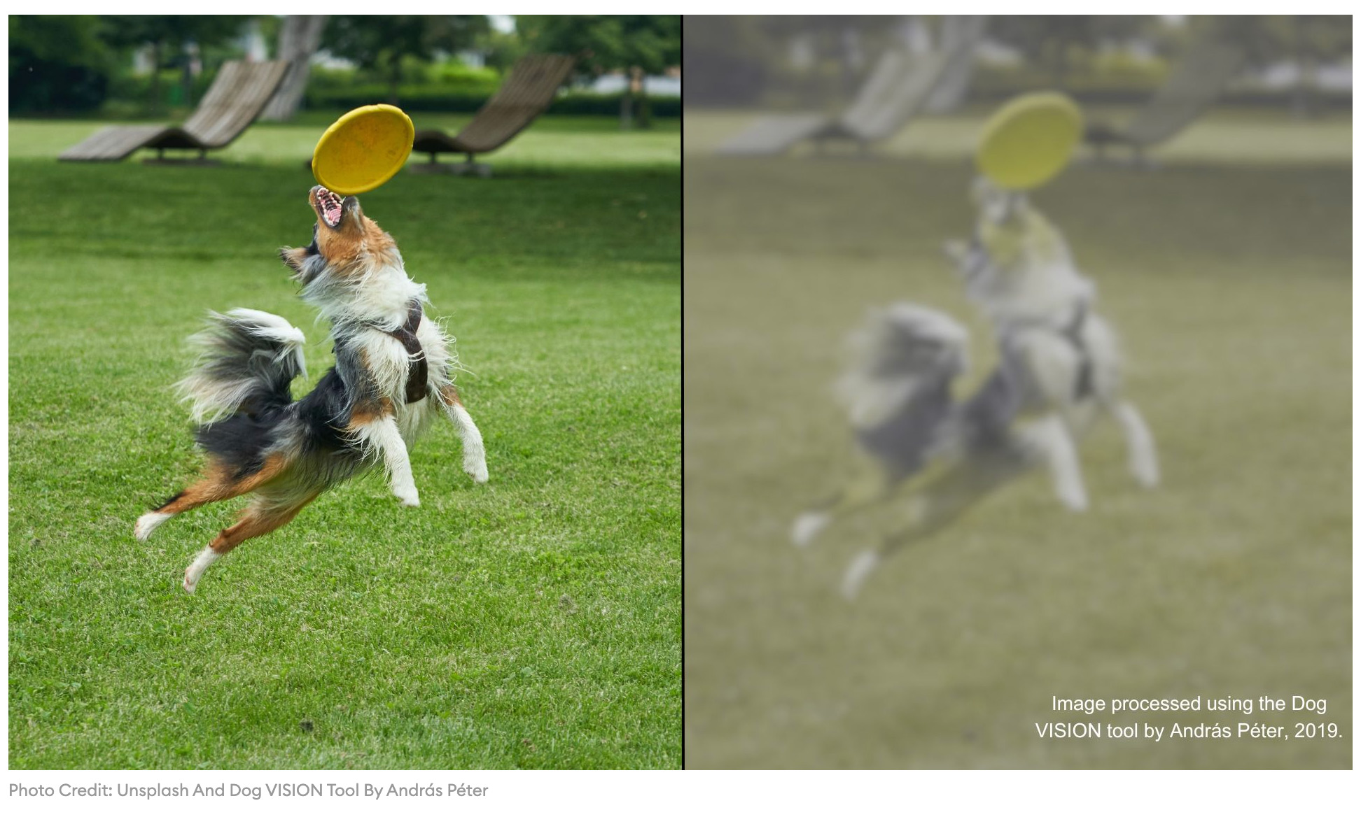 Imagem comparativa da visão humana e canina. Blog do resort.