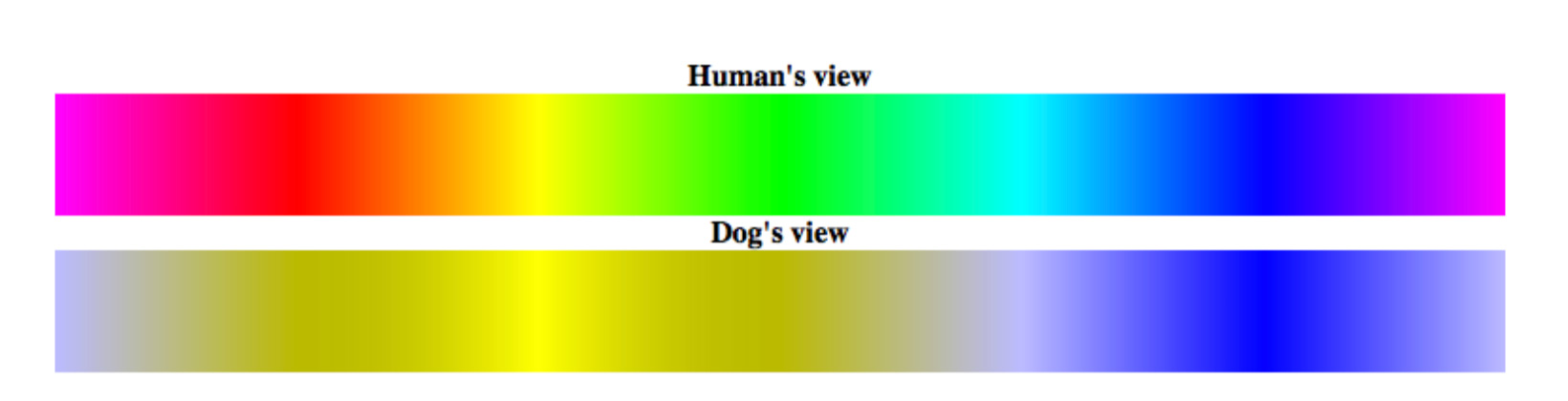 Grafico comparativo do espectro de cores da visão humana e canina. Blog do resort.
