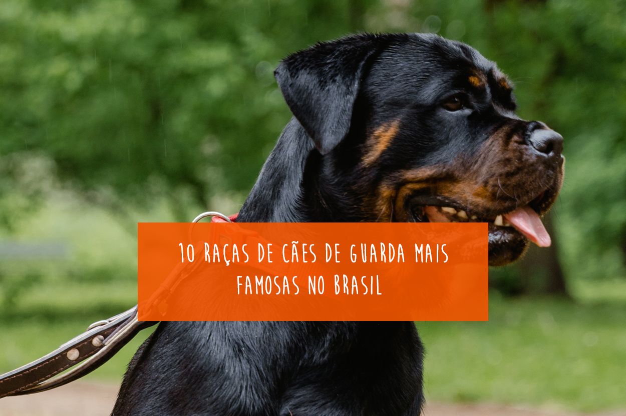 7 Segredos Para Cuidar do Cachorro Fila Brasileiro