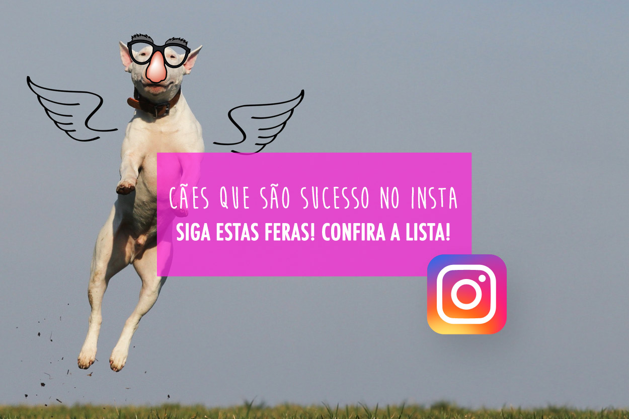 10 perfis de animais fofinhos para seguir no Instagram