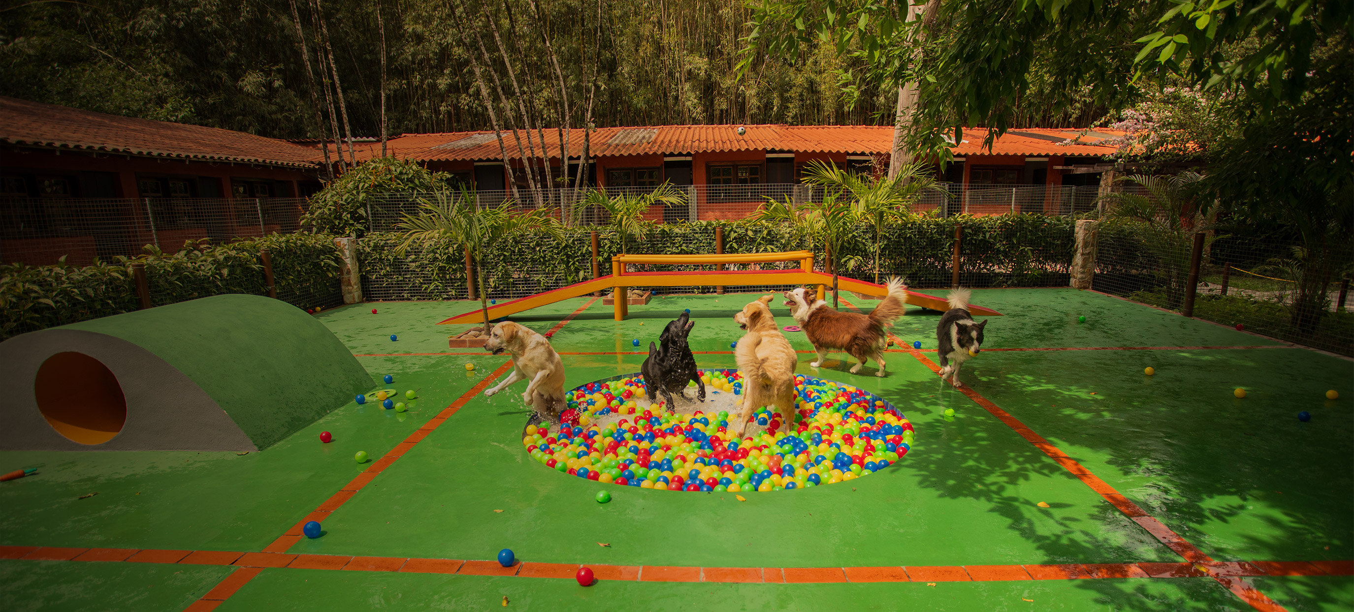 Cães saltando no lago no Tunghta's Resort!