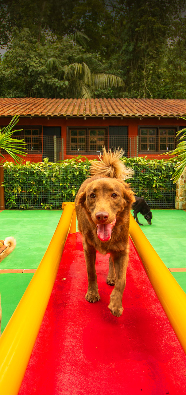 Cães saltando no lago no Tunghta's Resort!