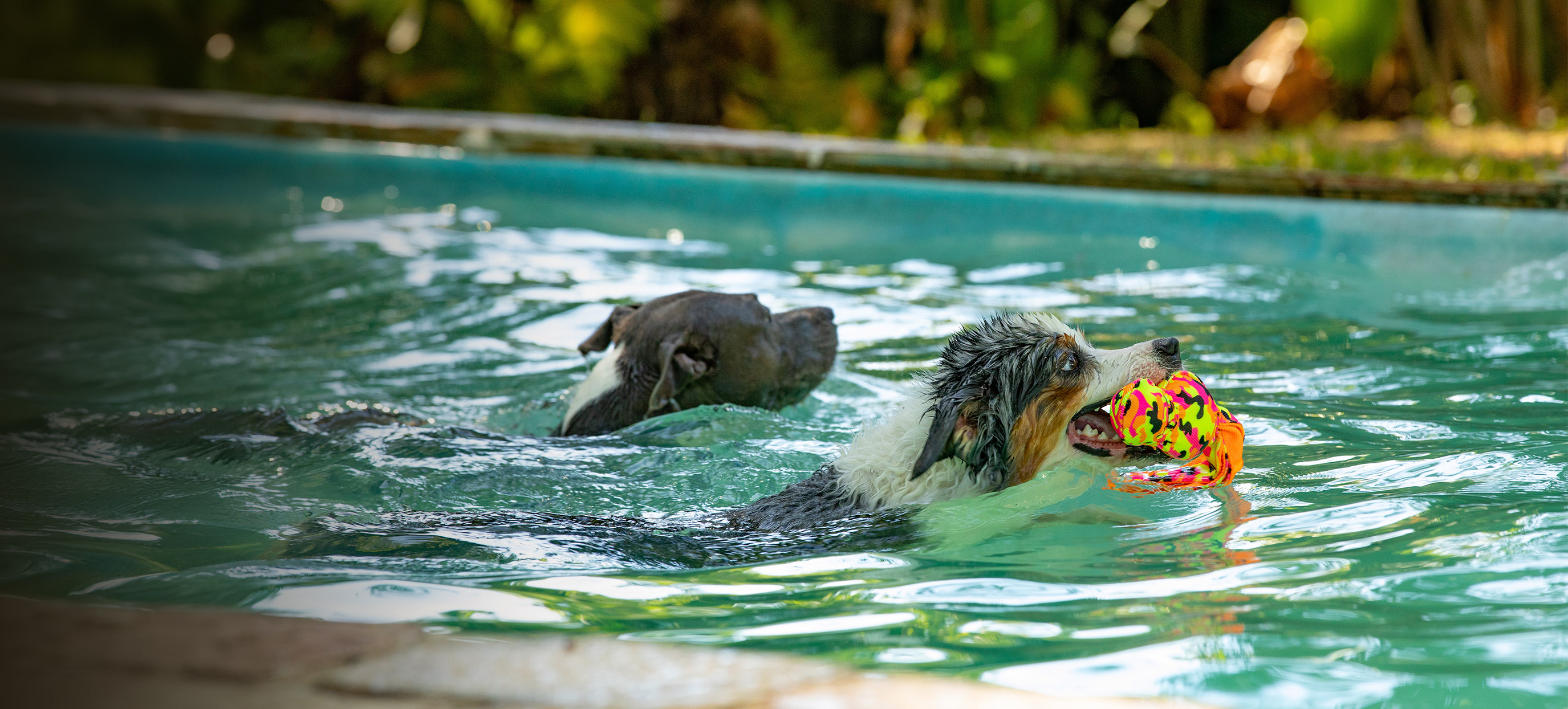 Cães saltando no lago no Tunghta's Resort!