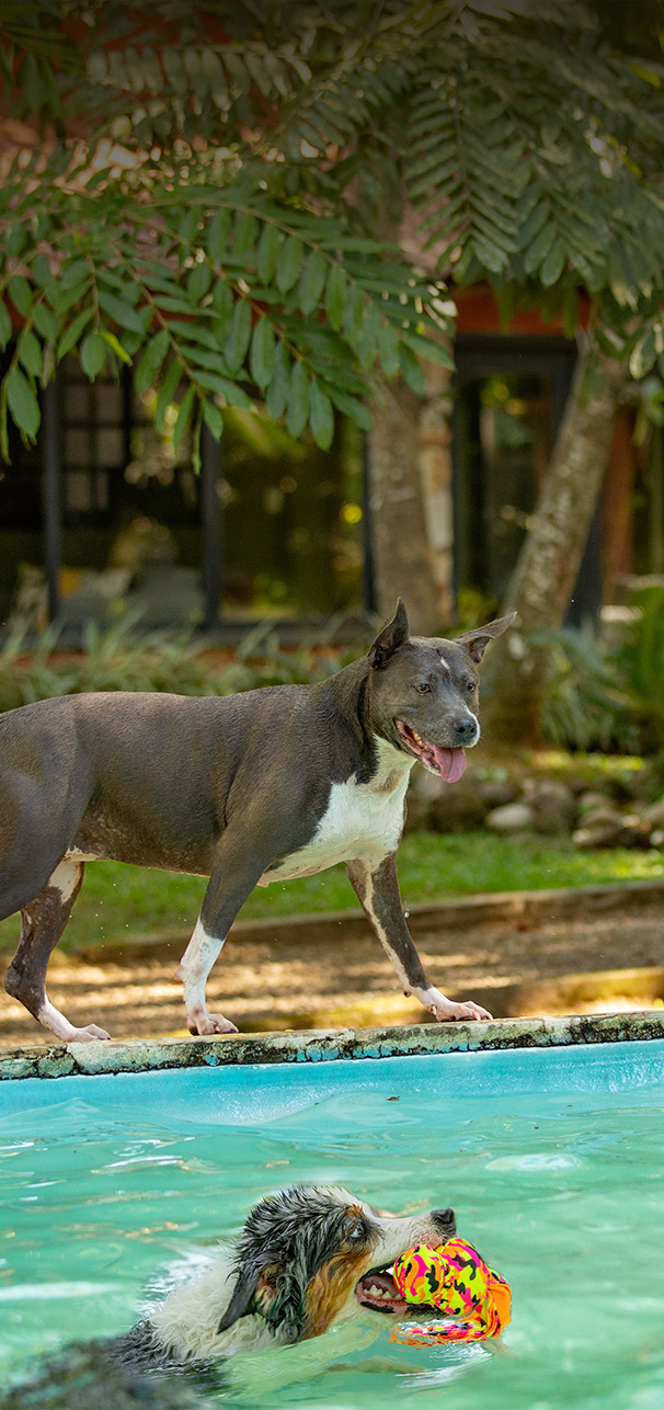 Cães saltando no lago no Tunghta's Resort!