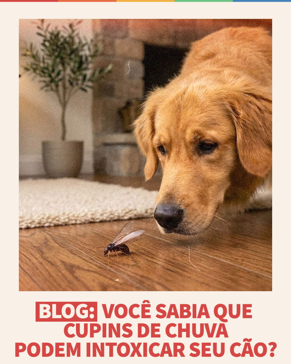 Imagem Blog Tunghats Resort