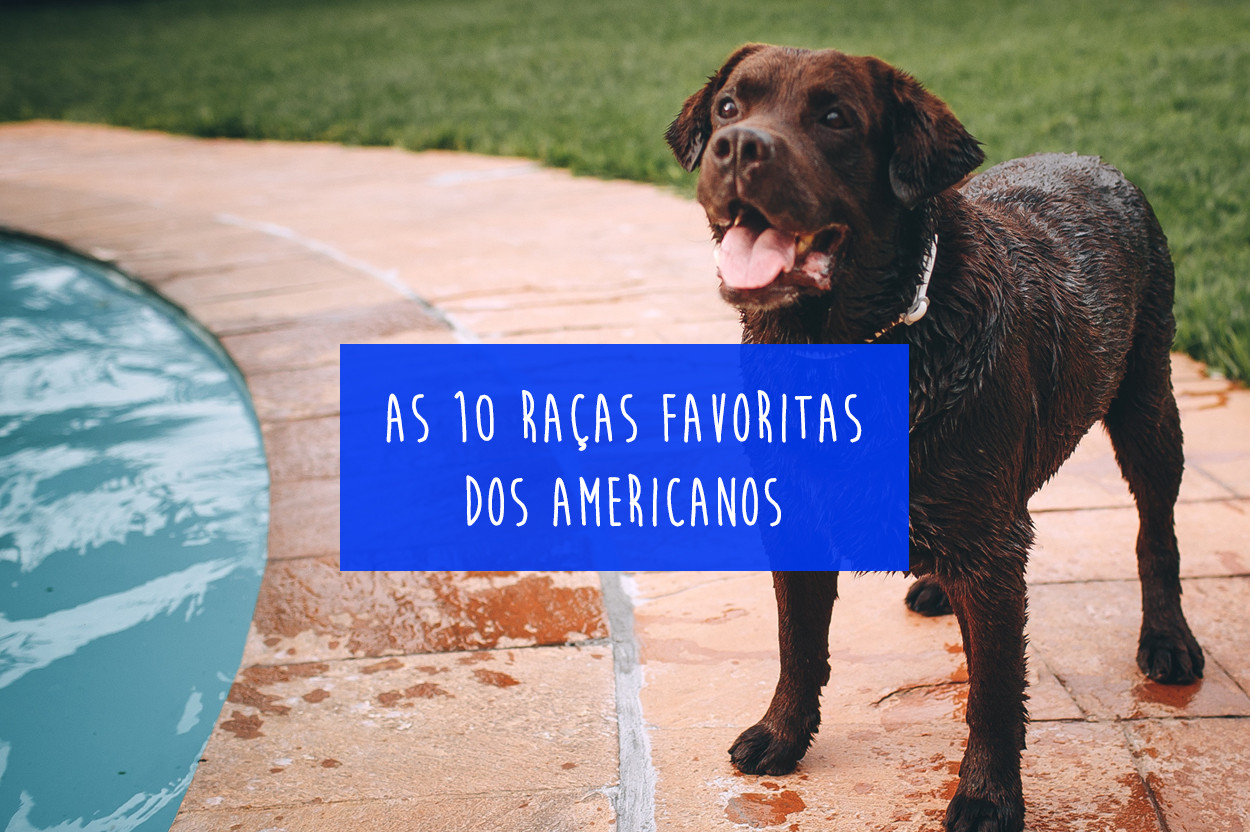 10 curiosidades sobre o Dogue Alemão, Raças