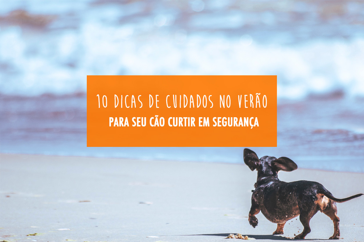 10 Coisas que deve saber antes de ter o seu primeiro cão