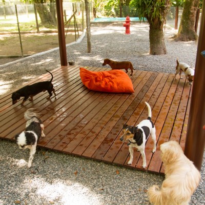Galeria de Imagens: Hotel para cães Tunghat's Resort