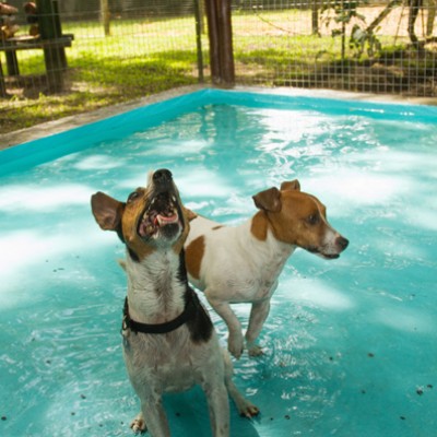 Galeria de Imagens: Tunghat's Resort Hospedagem para cães