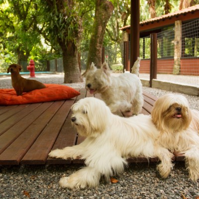 Galeria de Imagens: Conheça a melhor hospedagem de cães do Rio de Janeiro