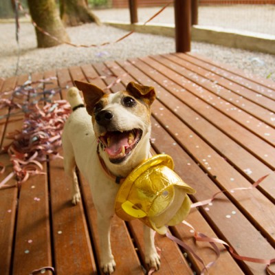Galeria de Imagens: hospedagem para cachorro é no Tunghat's Resort