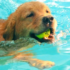Galeria de Imagens de Estrutura: Férias com piscina: só no maior hotel para cães do Rio de Janeiro!