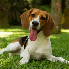 Galeria de Imagens de Estrutura: Clarinha - Nossa hospede Beagle em um passeio no gramado